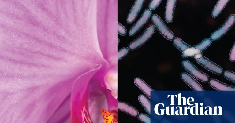 Wellness culture is trying to sell you products your vagina doesn’t need | well actually