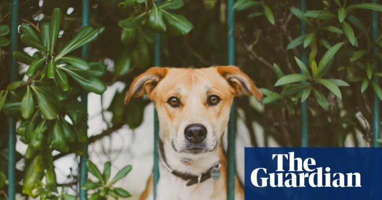A job that changed me: i spent a year reading electrical meters – and rediscovered the joy of writing | australian books