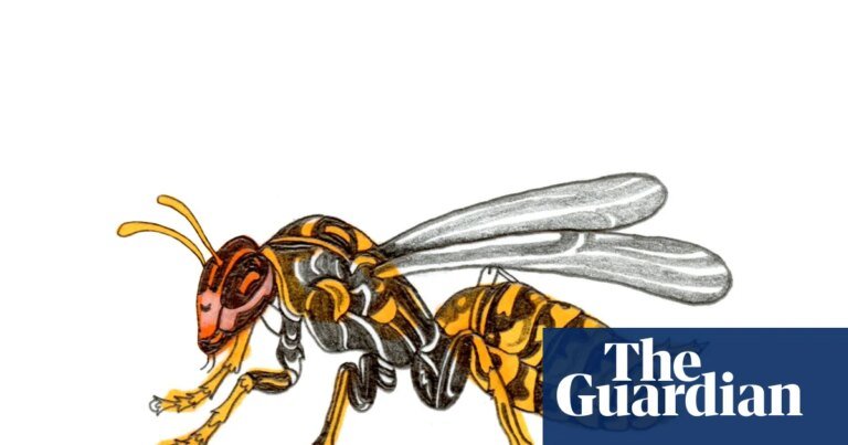 Why can’t wasps swim and which shark is fastest? The kids’ quiz | family