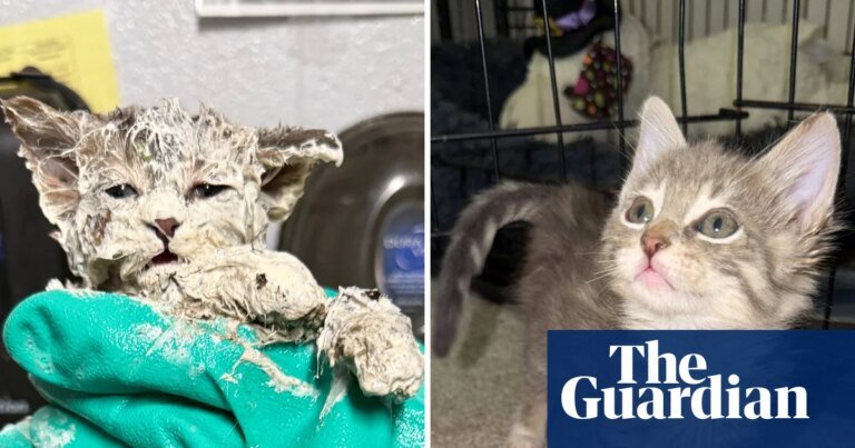 Stuck on you: kitten rescued from bucket of glue bonds with foster parent | texas