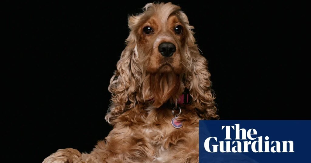 The problem with britain’s dog obsession | dogs The problem with britain’s dog obsession | dogs
