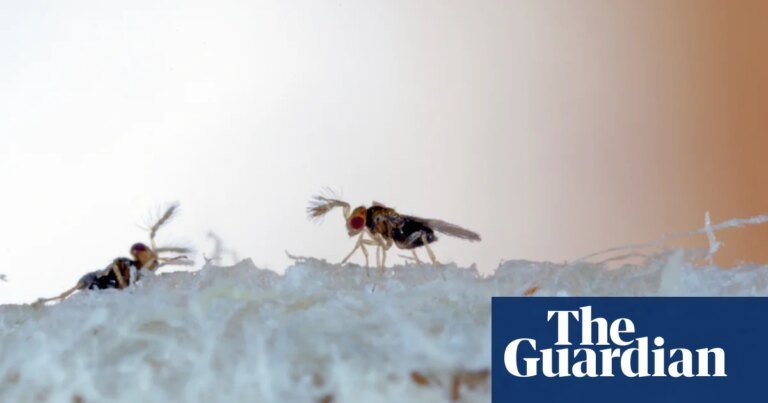 Which organisms are most beneficial to humans without us realising? | insects