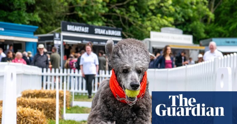 Dog yoga and the ministry of hound: goodwoof festival – in pictures