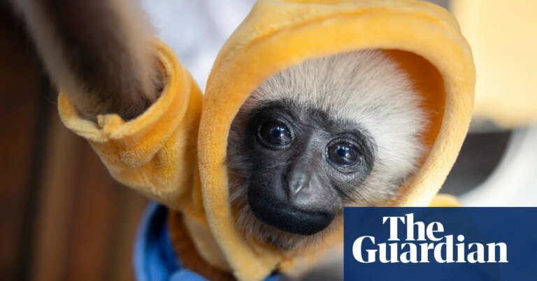 For sale: one cute baby gibbon – mother probably killed by poachers | endangered species