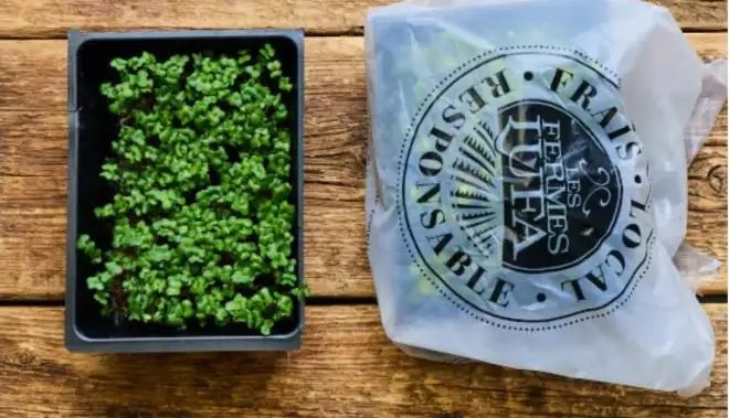Montreal farm recalls broccoli microgreens for possible e. Coli contamination Montreal farm recalls broccoli microgreens for possible e. Coli contamination