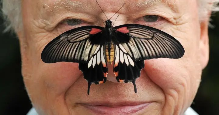 David attenborough, natural historian and renowned broadcaster, turns 100 - national A62c4a743c52ceb9032cbfc3e6793174be543da6bbfb097a42bd163e626ae4e5 78ed2a