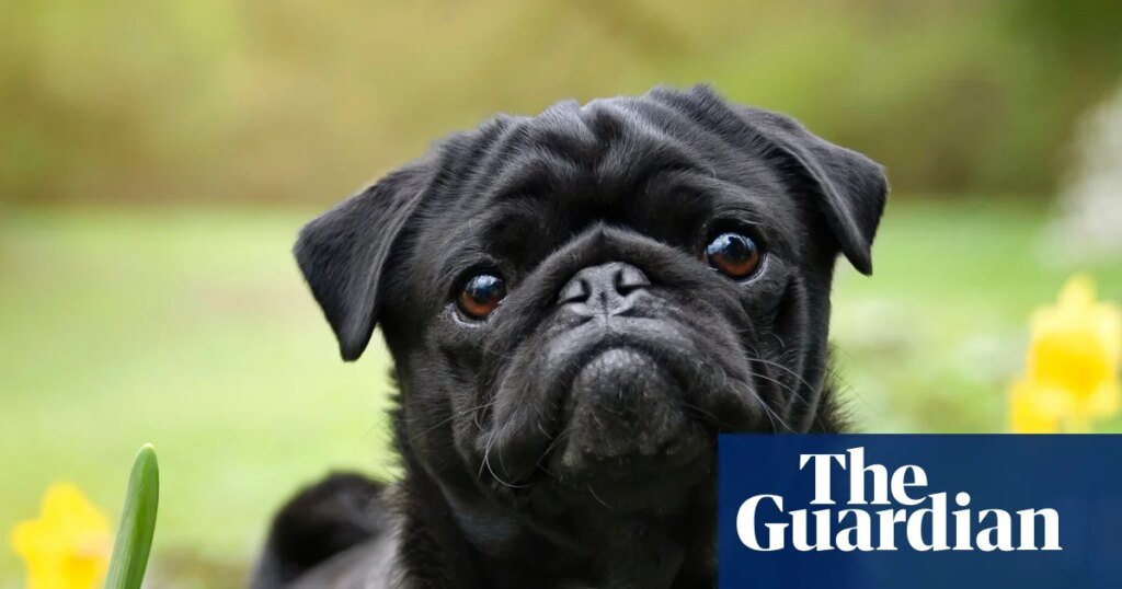 Vets welcome data indicating fall in uk popularity of flat-faced dog breeds | dogs Vets welcome data indicating fall in uk popularity of flat-faced dog breeds | dogs