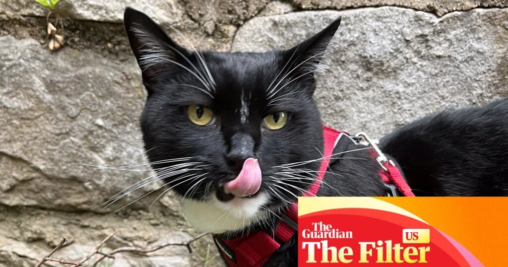 Six ways to improve your cat’s one wild and precious life | life and style Six ways to improve your cat’s one wild and precious life | life and style