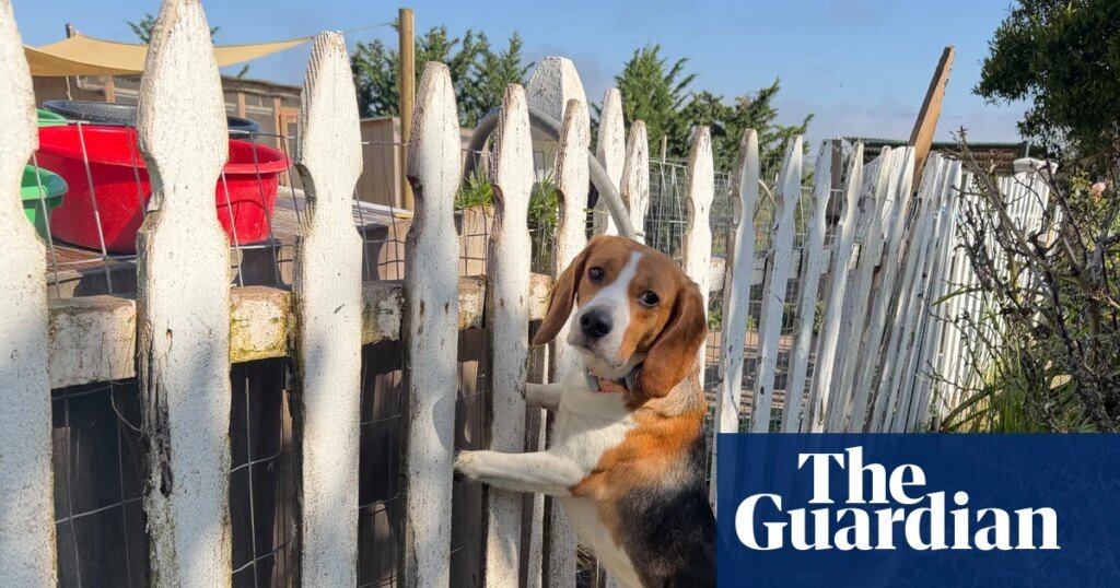 ‘it shatters my heart’: the fosters taking care of stressed former lab beagles | well actually ‘it shatters my heart’: the fosters taking care of stressed former lab beagles | well actually