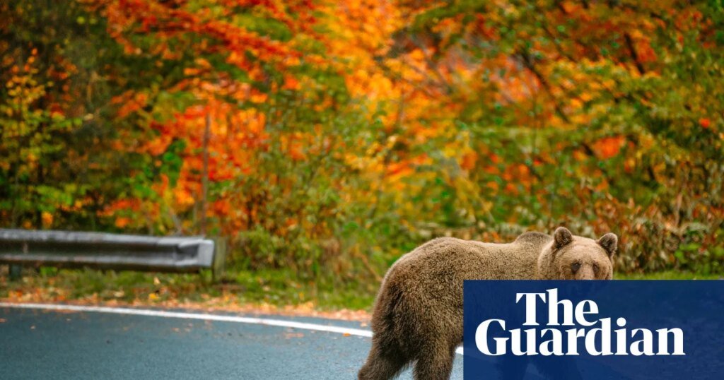 Hairpin bends and bears on the highway: readers’ favourite european road trips | road trips Hairpin bends and bears on the highway: readers’ favourite european road trips | road trips