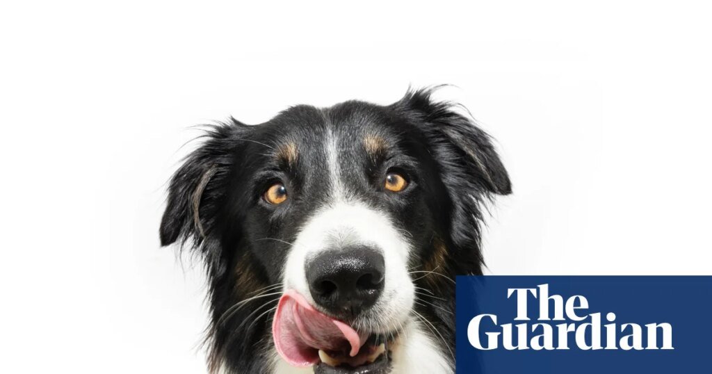 Nipple cream and marbles: a few of the things our dogs love to eat | dogs Nipple cream and marbles: a few of the things our dogs love to eat | dogs